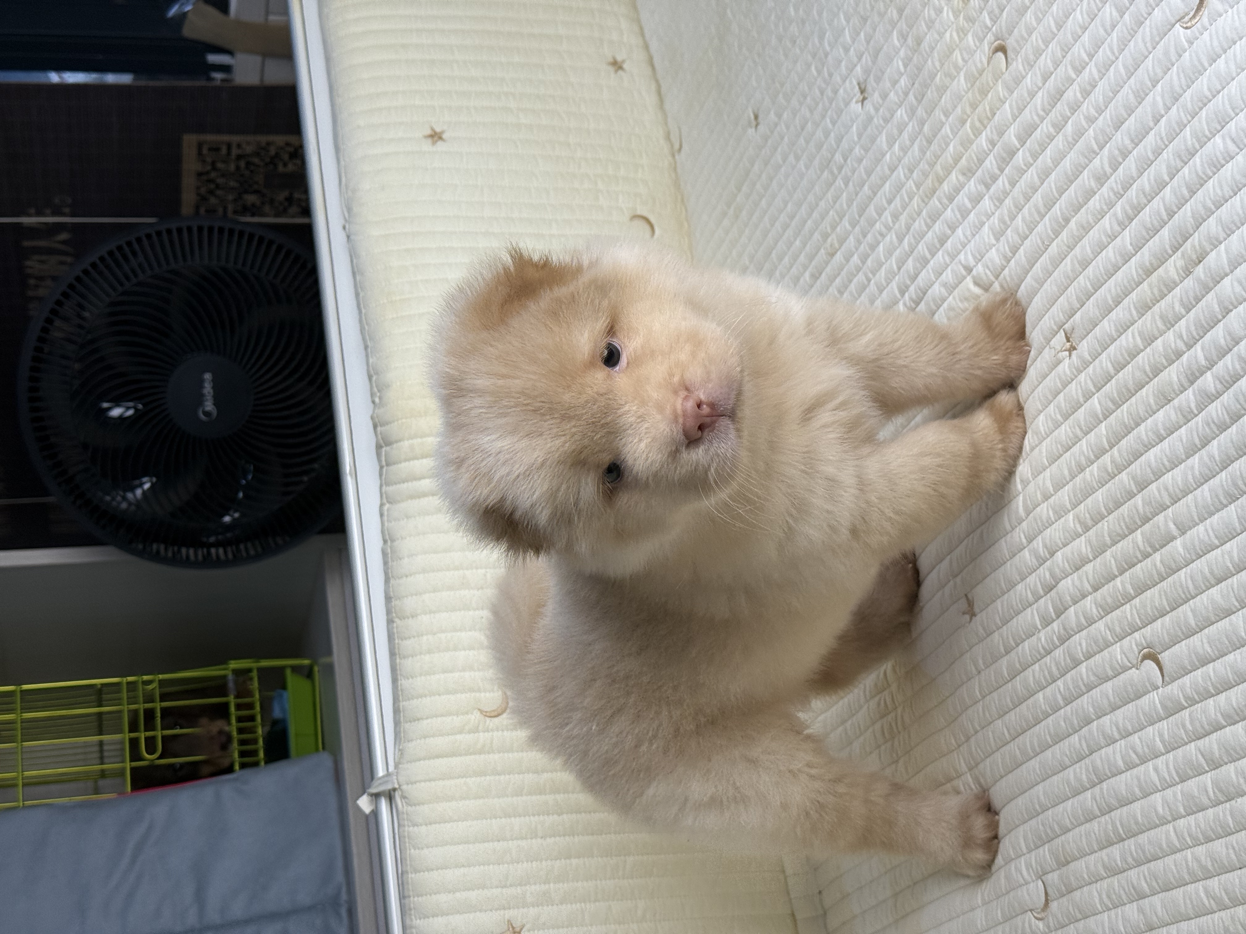 精品土松犬  鼻子短 嘴巴宽 毛量厚 骨架粗